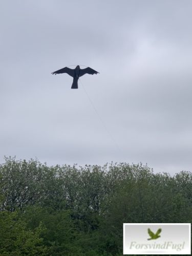 Sorte skræmmefugl holder mågerne væk fra taget på et parcelhus