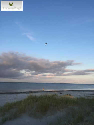 ForsvindFugls regnbuefarvet drage med lang hale på stranden2