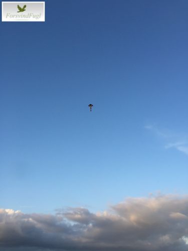 ForsvindFugls regnbuefarvet drage med lang hale på stranden