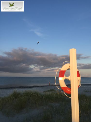 ForsvindFugls regnbuefarvet drage med lang hale på stranden3