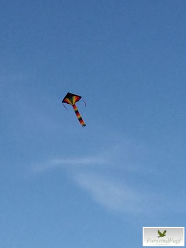 ForsvindFugls regnbuefarvet drage med lang hale på stranden4