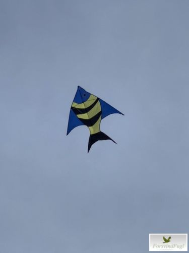 Dory drage på himlen