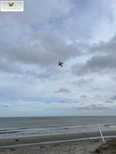 Dory drage med på stranden