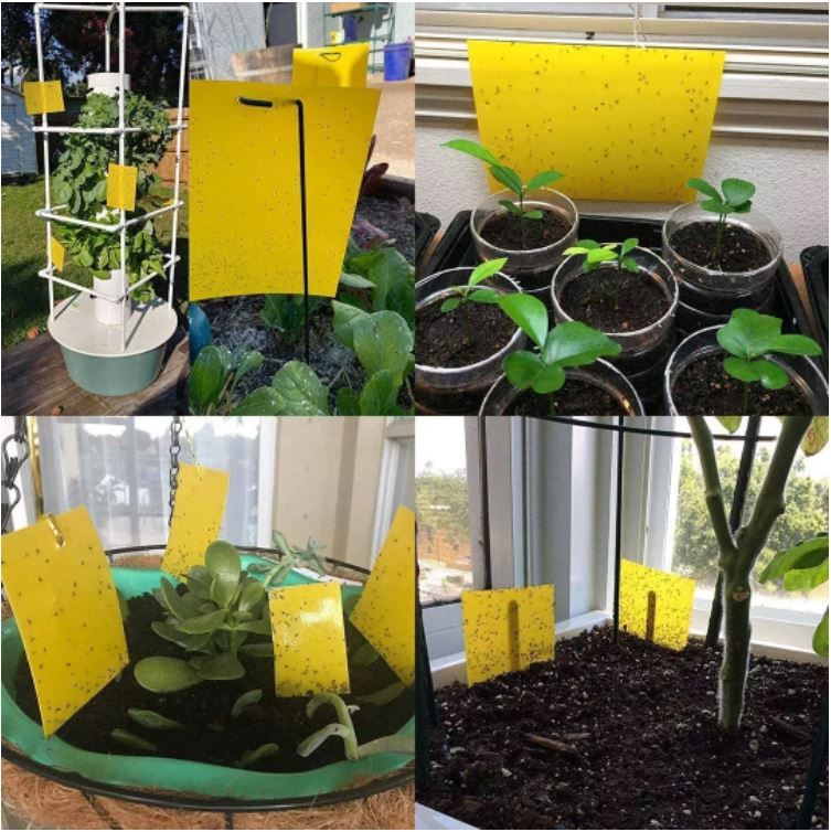 Klisterfælde insekter primært udendørs