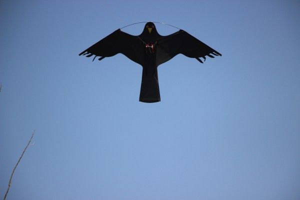 Skræmmefugle 5 styk sorte til mågeskræmmer