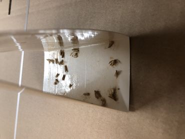 Klisterfælden fanger insekter